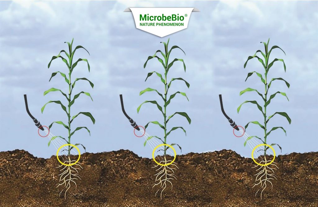 microbebio suger cane