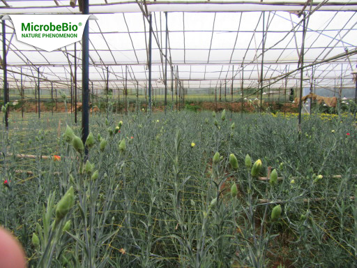 Microbebio micronutrient fertilizer mixtures Trial test on Carnation