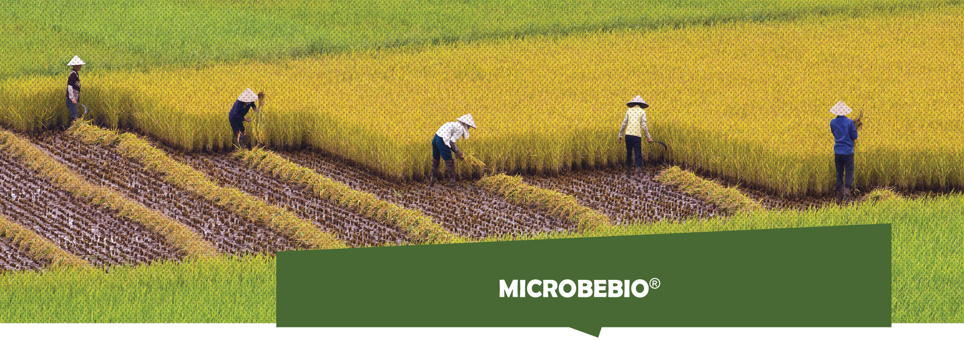 MICROBEBIO