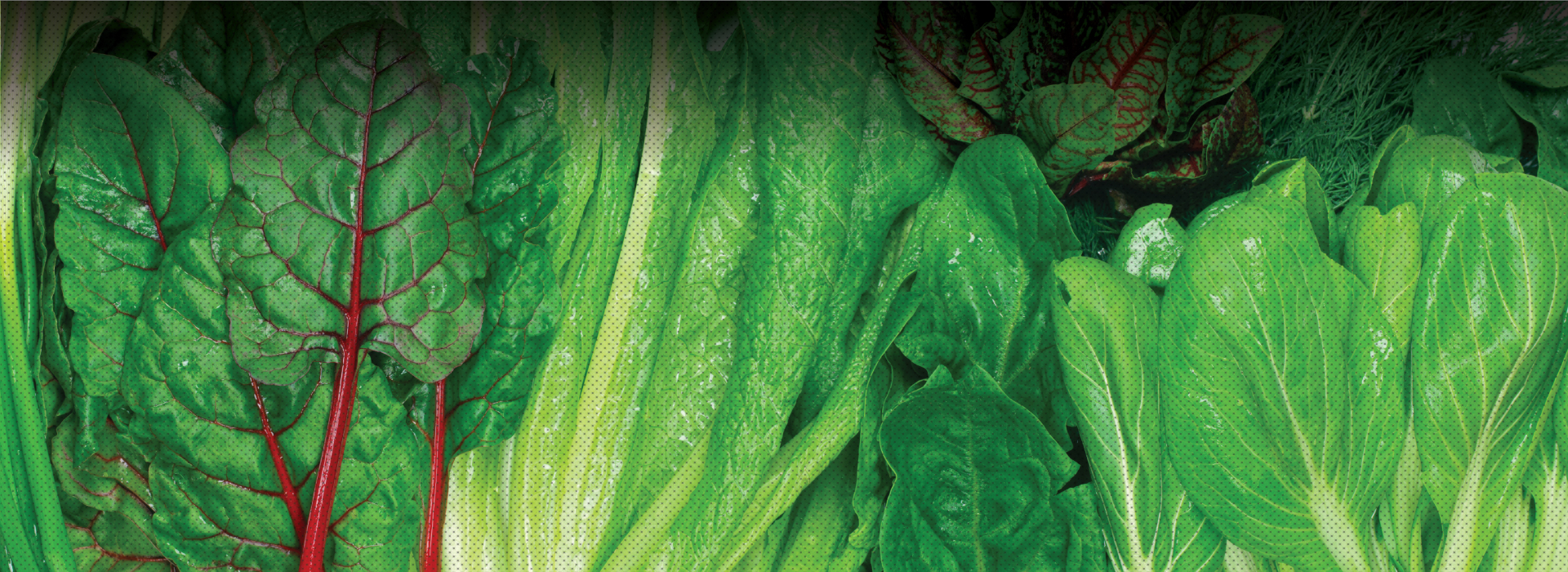 MICROBEBIO APPLICATIONPROGRAM LEAFY VEGETABLES