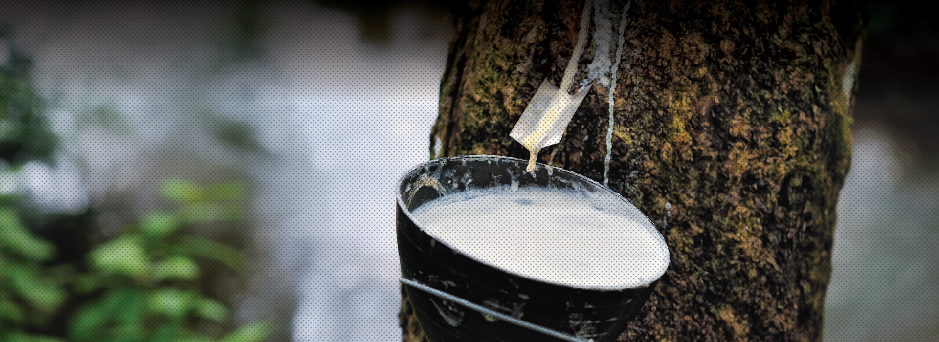 MICROBEBIO APPLICATION PROGRAM RUBBERTREE