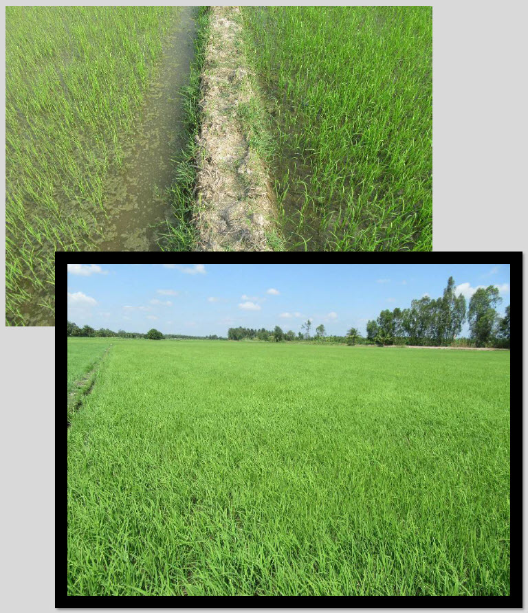 Fertilizer Microbial Microbebio Rice VUNG LIEM VN