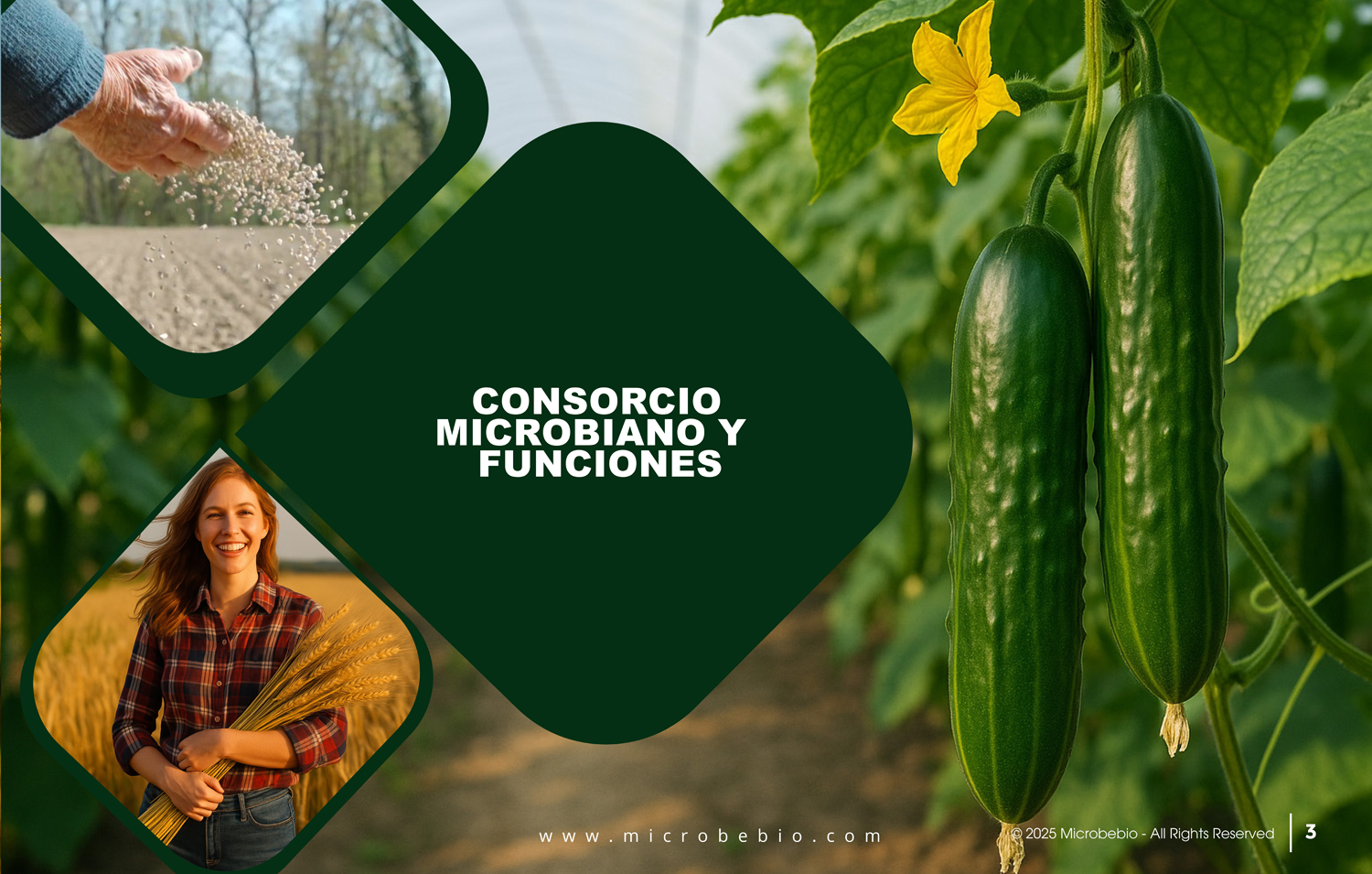 MicrobeBio X5-Advanced Biological Defense Against Plant Pathogens and Fungal Diseases - SPANISH - 10 29 25_Page_03