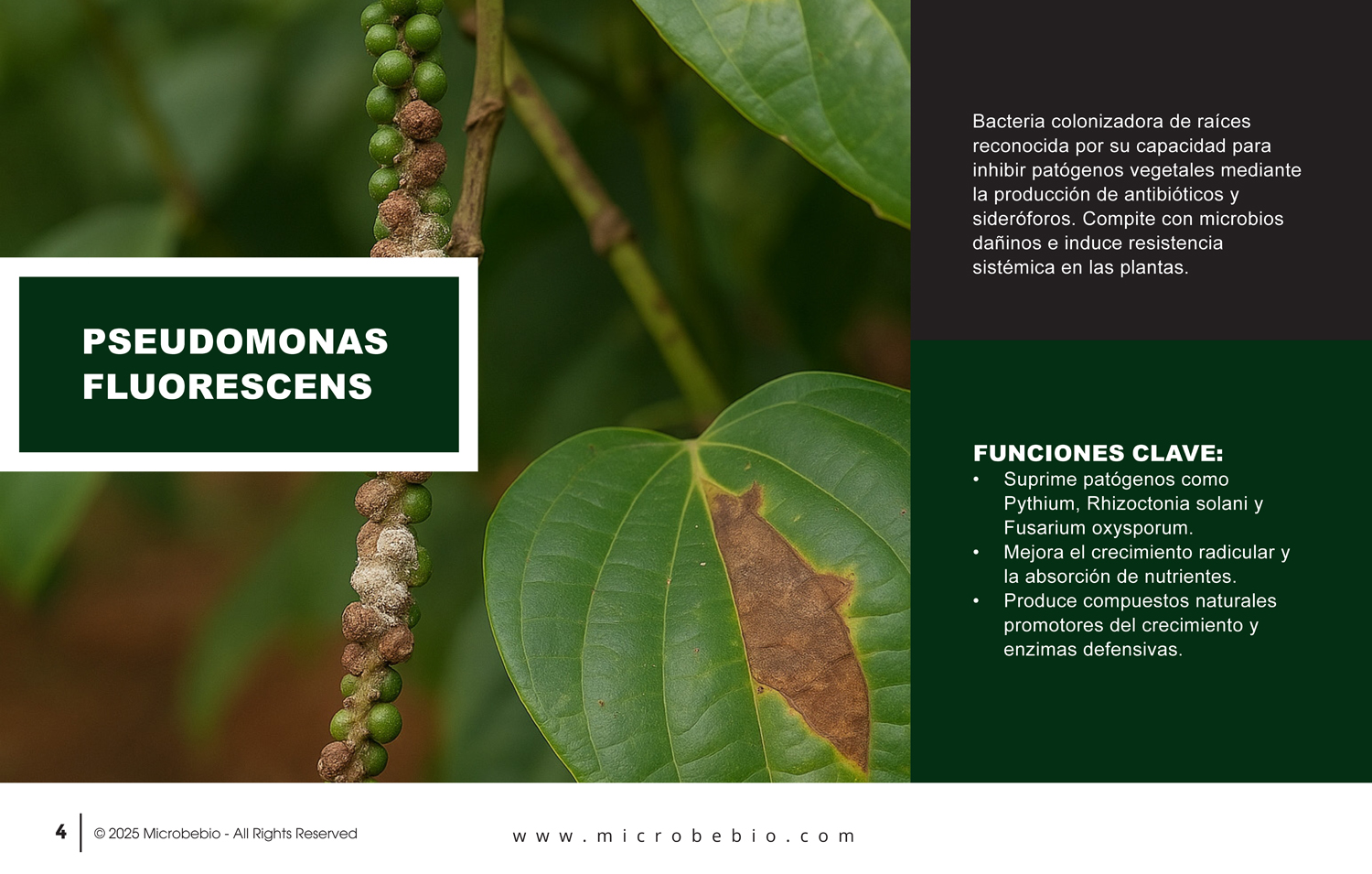 MicrobeBio X5-Advanced Biological Defense Against Plant Pathogens and Fungal Diseases - SPANISH - 10 29 25_Page_04