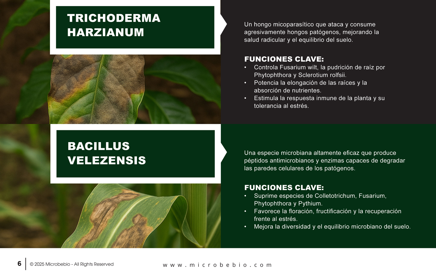 MicrobeBio X5-Advanced Biological Defense Against Plant Pathogens and Fungal Diseases - SPANISH - 10 29 25_Page_06