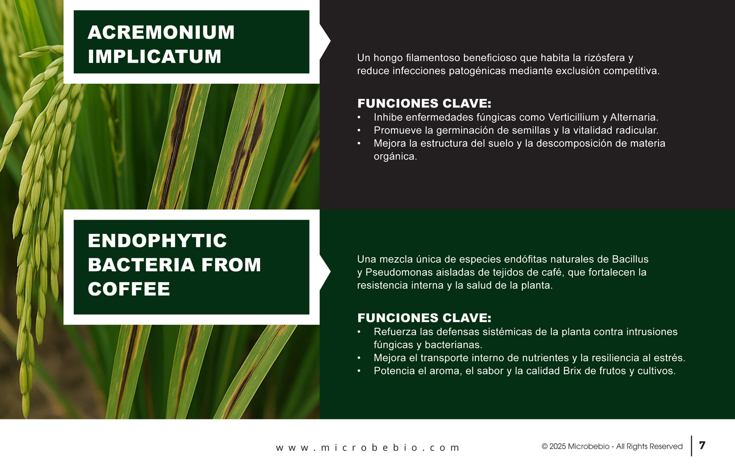 MicrobeBio X5-Advanced Biological Defense Against Plant Pathogens and Fungal Diseases - SPANISH - 10 29 25_Page_07