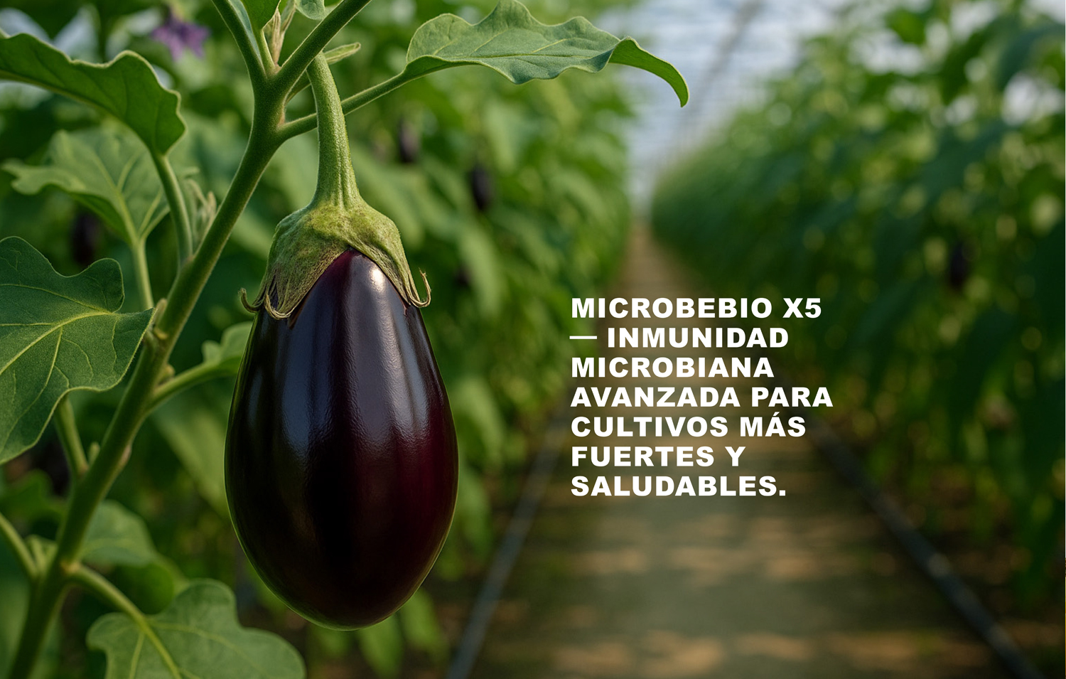 MicrobeBio X5-Advanced Biological Defense Against Plant Pathogens and Fungal Diseases - SPANISH - 10 29 25_Page_14