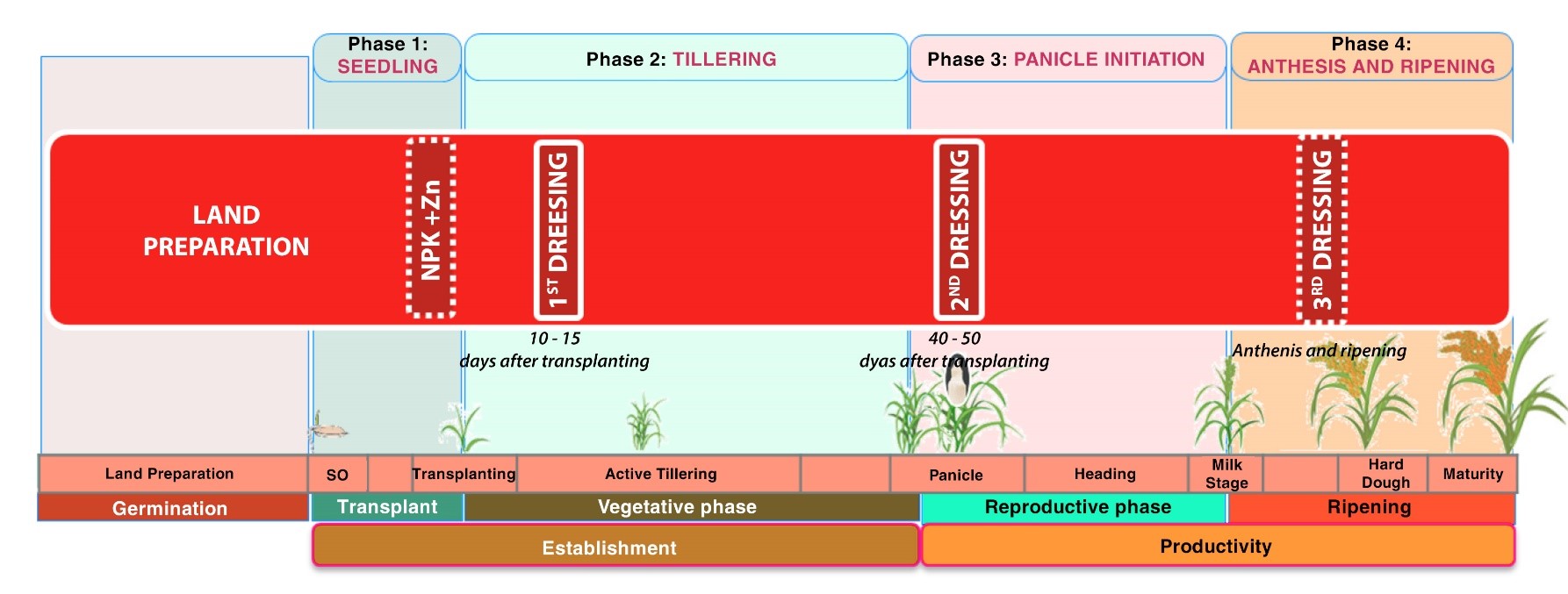 microbebio rice pest