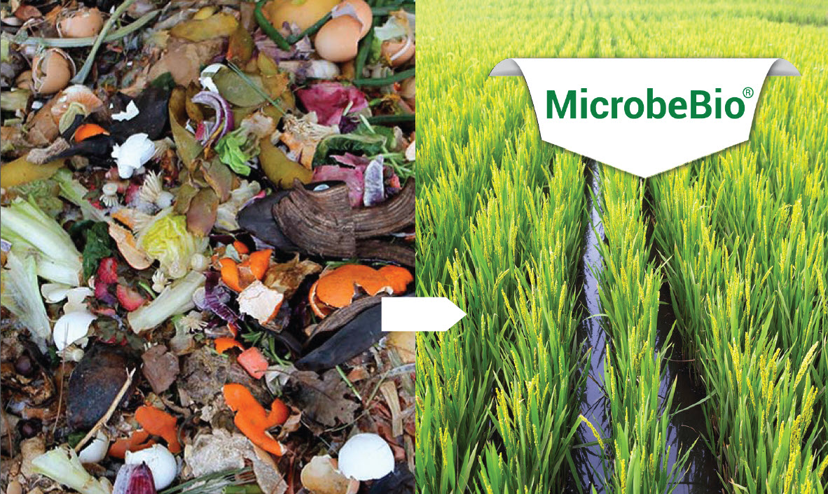 TURNING ORGANIC WASTE INTO ORGANIC BIOFERTILIZER