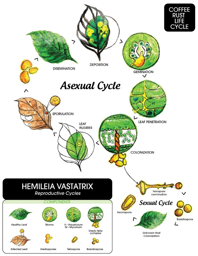 COFFEE RUST Microbebio