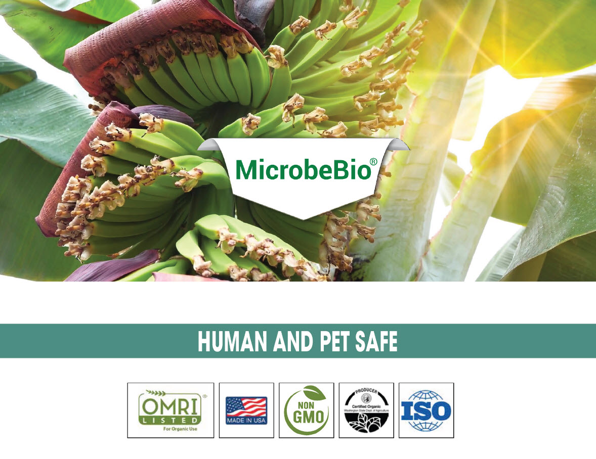 Microbebio Application Banana Tree