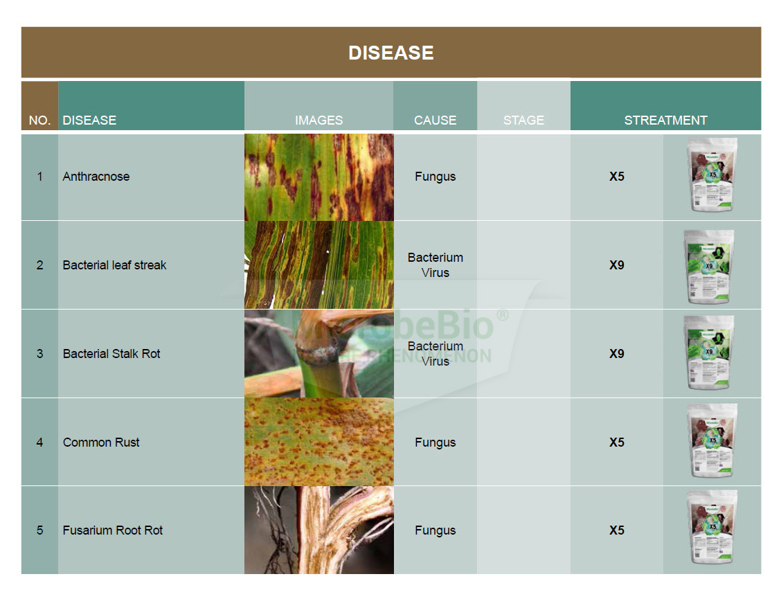 Microbebio Application Corn Tree 12