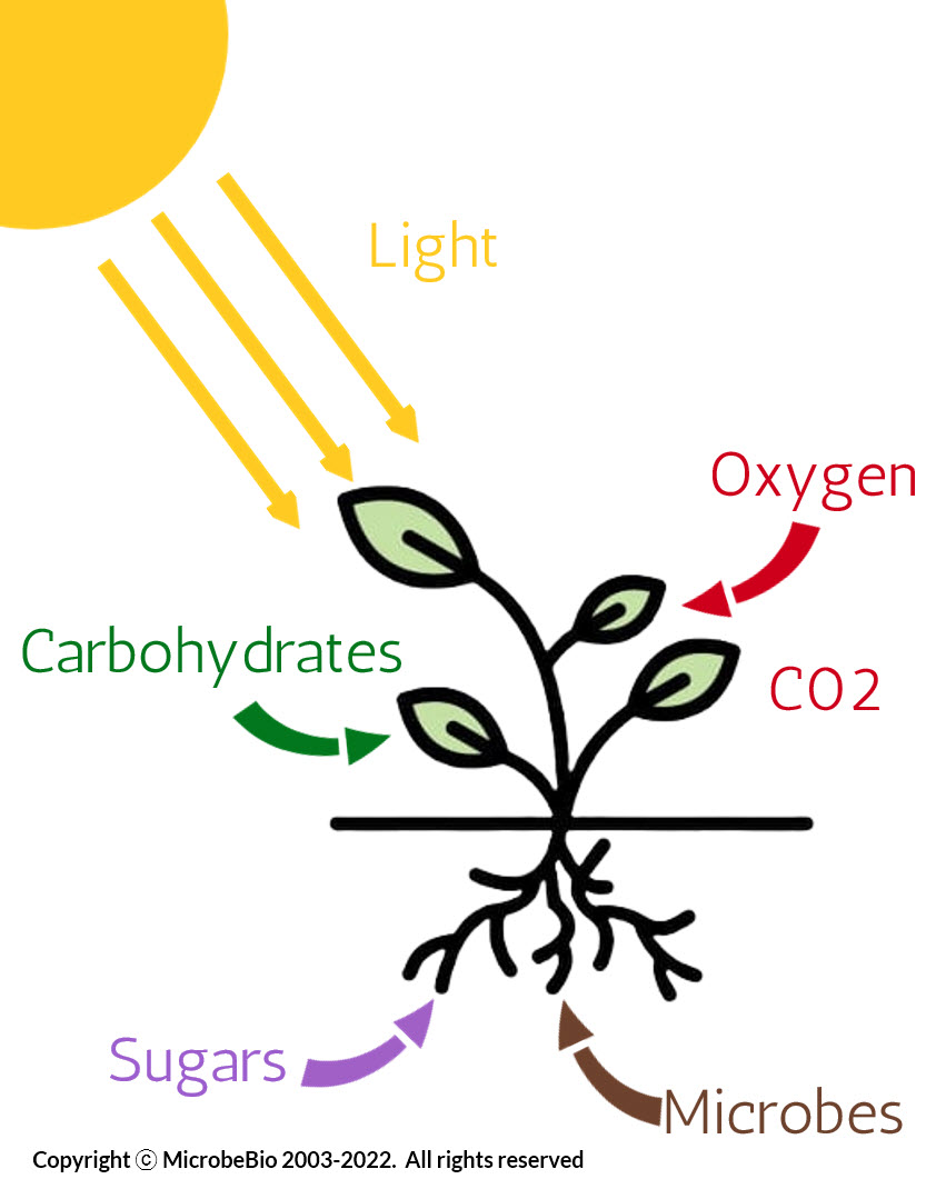 Microbebio Regenerative farming2