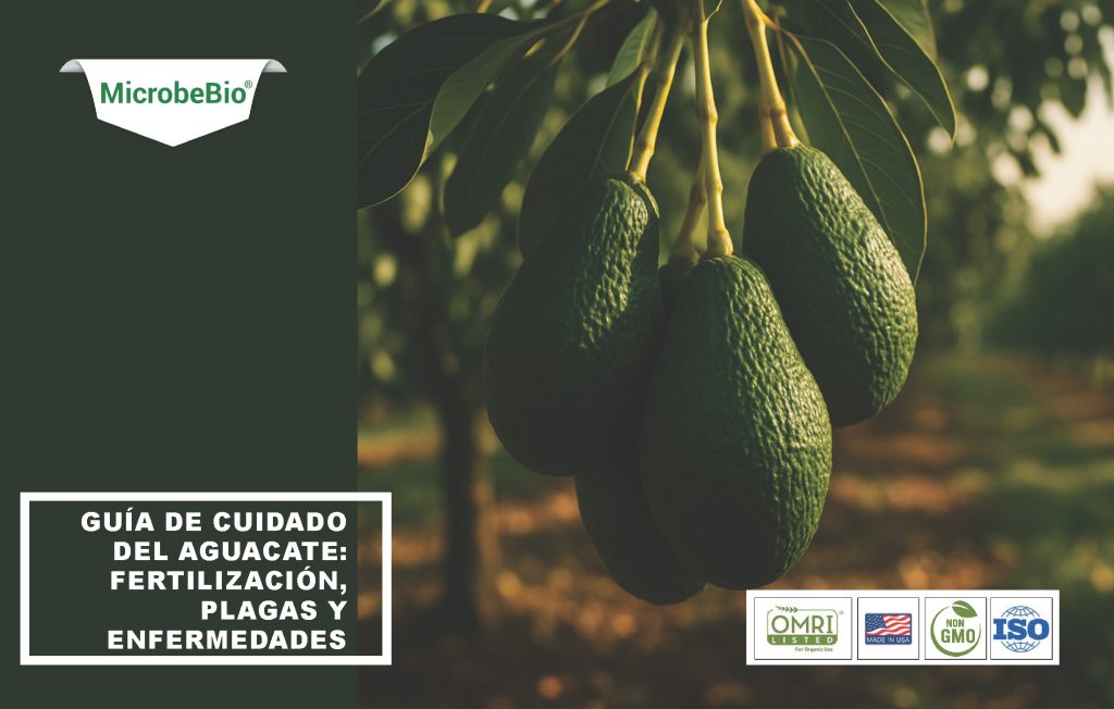 Avocado Tree Care Guide-Fertilizer-Pests-and Diseases
