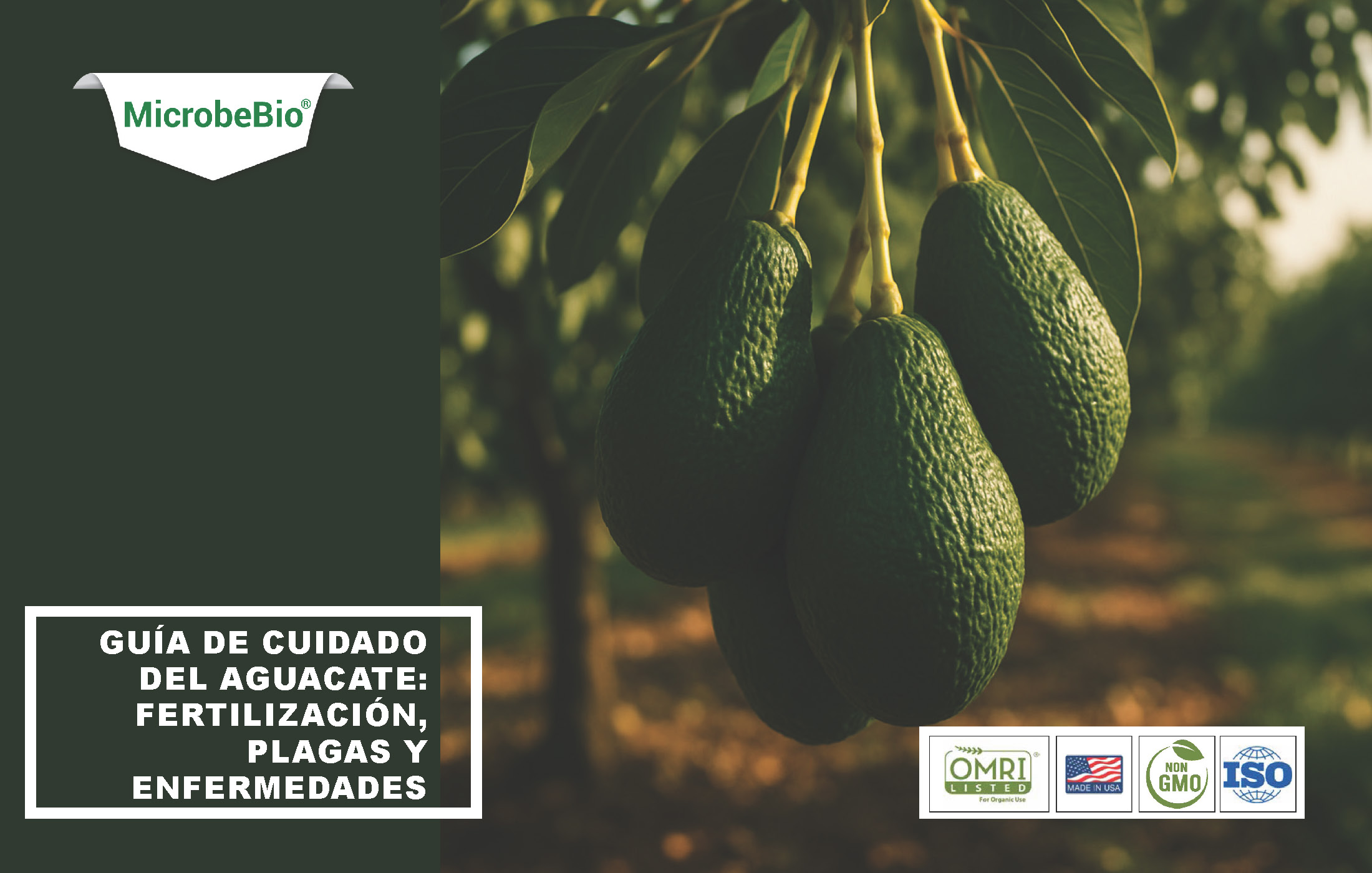 Avocado Tree Care Guide-Fertilizer-Pests-and Diseases