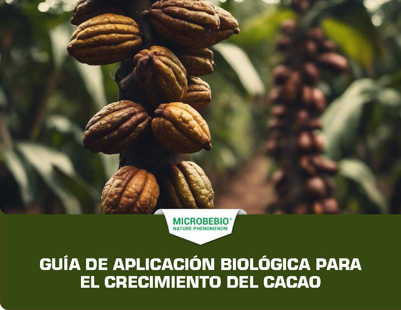 MICROBEBIO - CACAO - ECUADOR