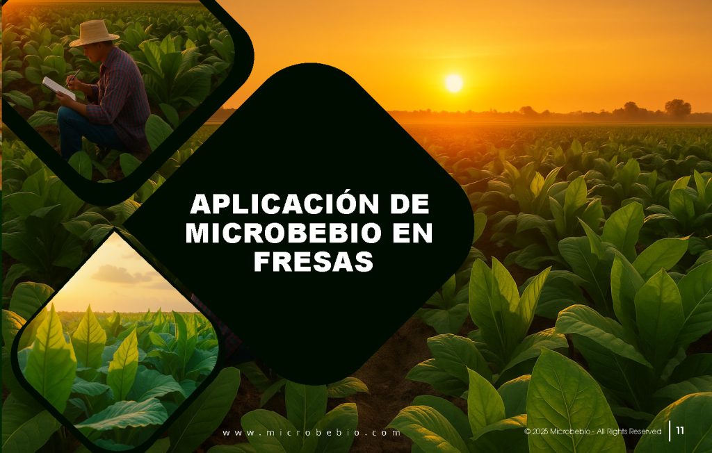 Tobacco Crop Care Guide Fertilizer Pests and Diseases SPANISH FULL