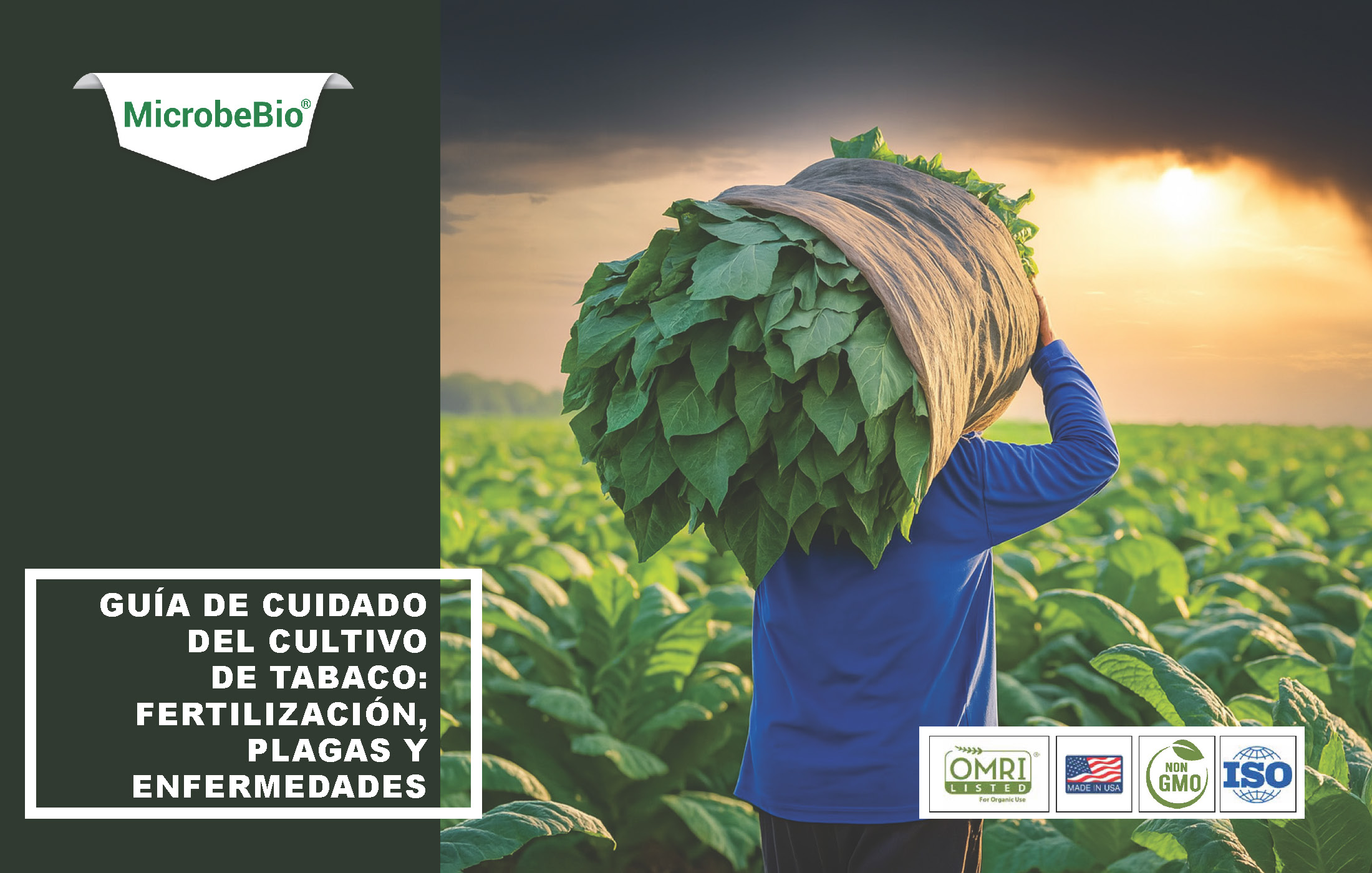 Tobacco Crop Care Guide-Fertilizer-Pests-and Diseases