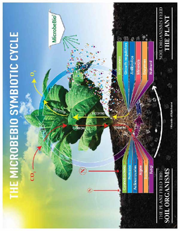 MICROBEBIO - HYDRO ACTIVATOR