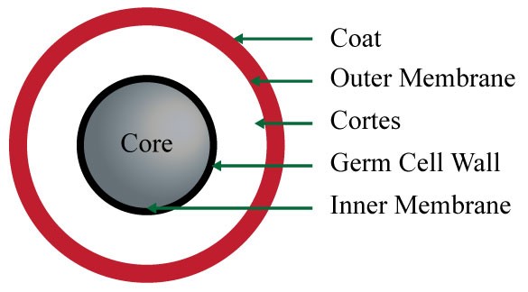 microbebio