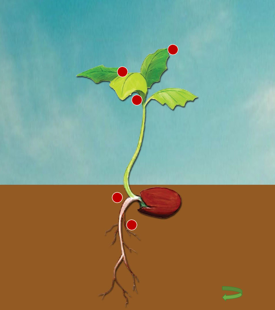 Microbebio Rhizo Activator