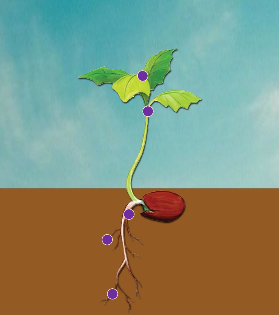 Microbebio Rhizo Activator 11