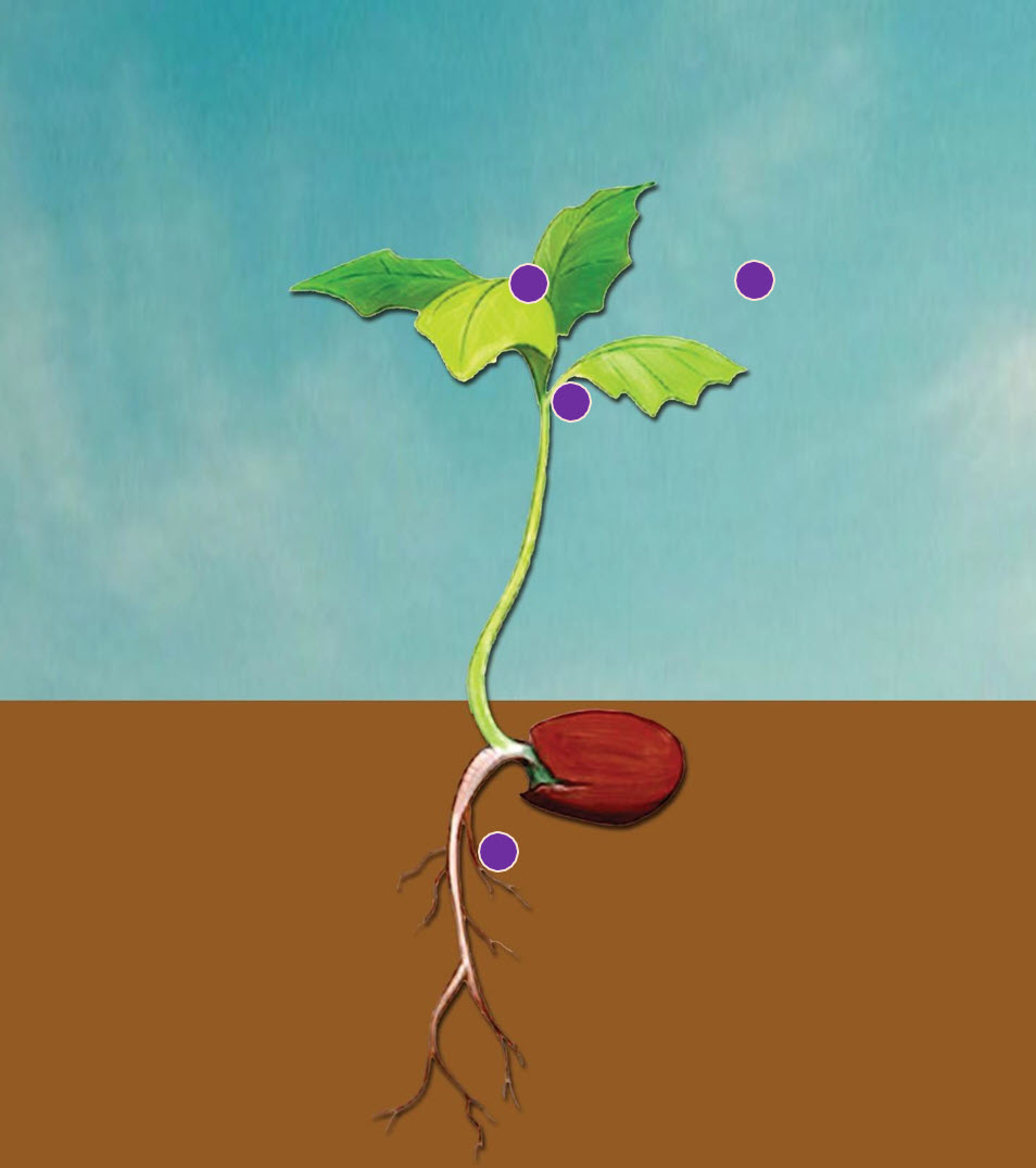 Microbebio Rhizo Activator 7