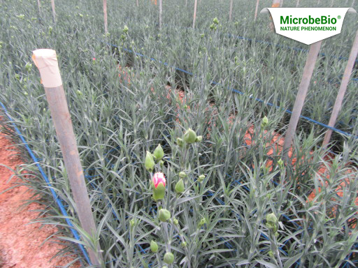 Microbebio best fertilizer the best fertilizer usa Trial test on Carnation