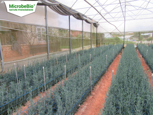 Microbebio organic micronutrient fertilizer Trial test on Carnation