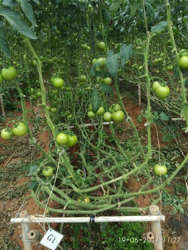 Microbebio micronutrient fertilizer products Trial test on Tomato