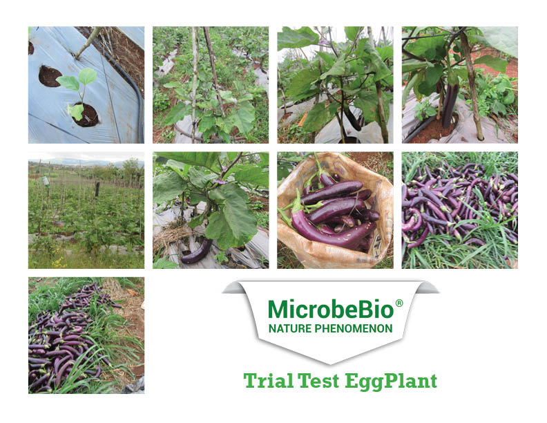 Microbebio fetilizer Trial Test EggPlant An Giang Viet Nam