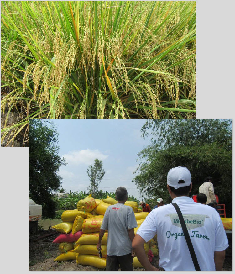 Fertilizer Microbial Microbebio Rice Tan Chau VN 1