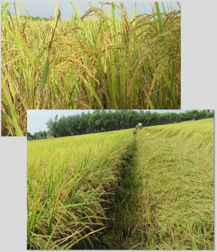 Fertilizer Microbial Microbebio Rice Tan Chau VN