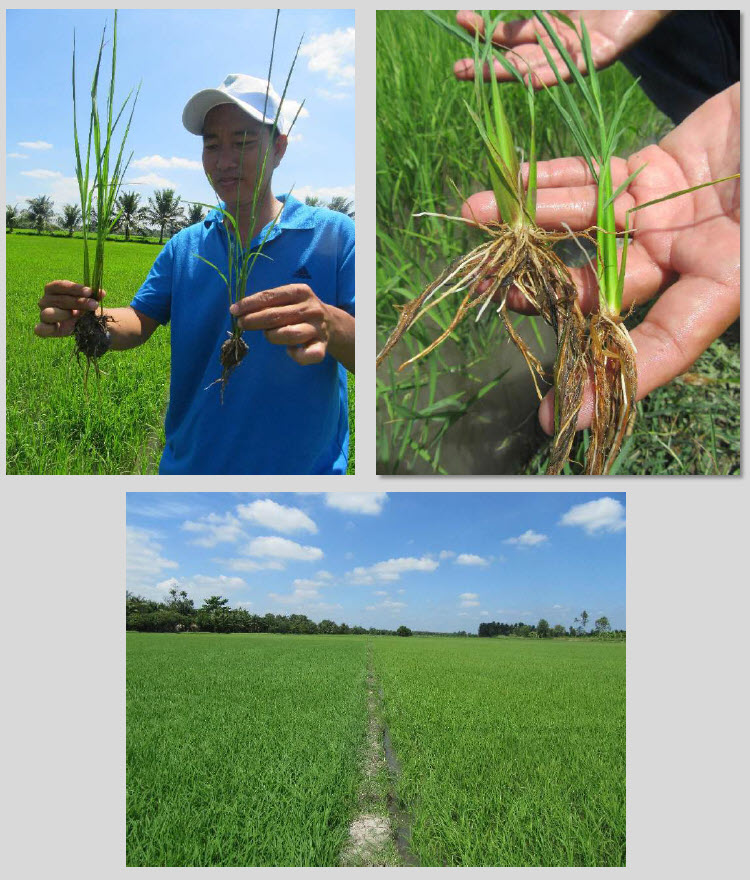 Fertilizer Microbial Microbebio Rice VUNG LIEM VN 1