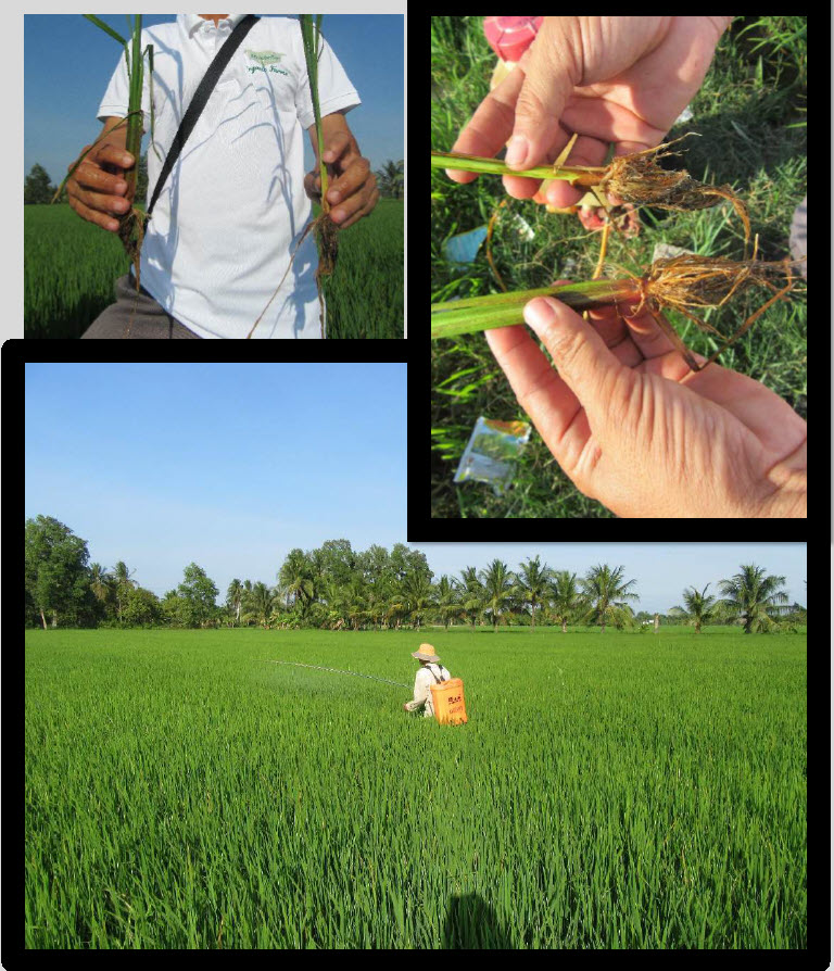 Fertilizer Microbial Microbebio Rice VUNG LIEM VN 3