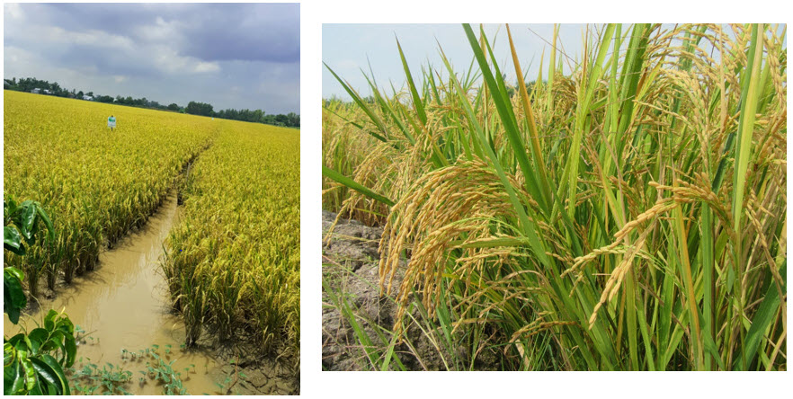 MICROBEBIO - Microbial Fertilizer An Giang Rice 2