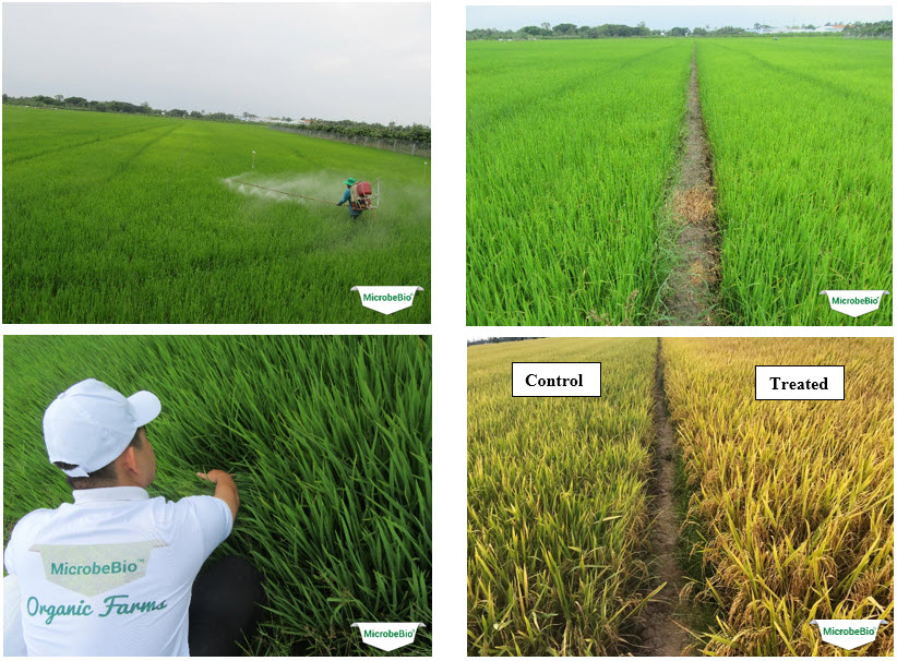 MICROBEBIO - Microbial Fertilizer An Giang Rice 5