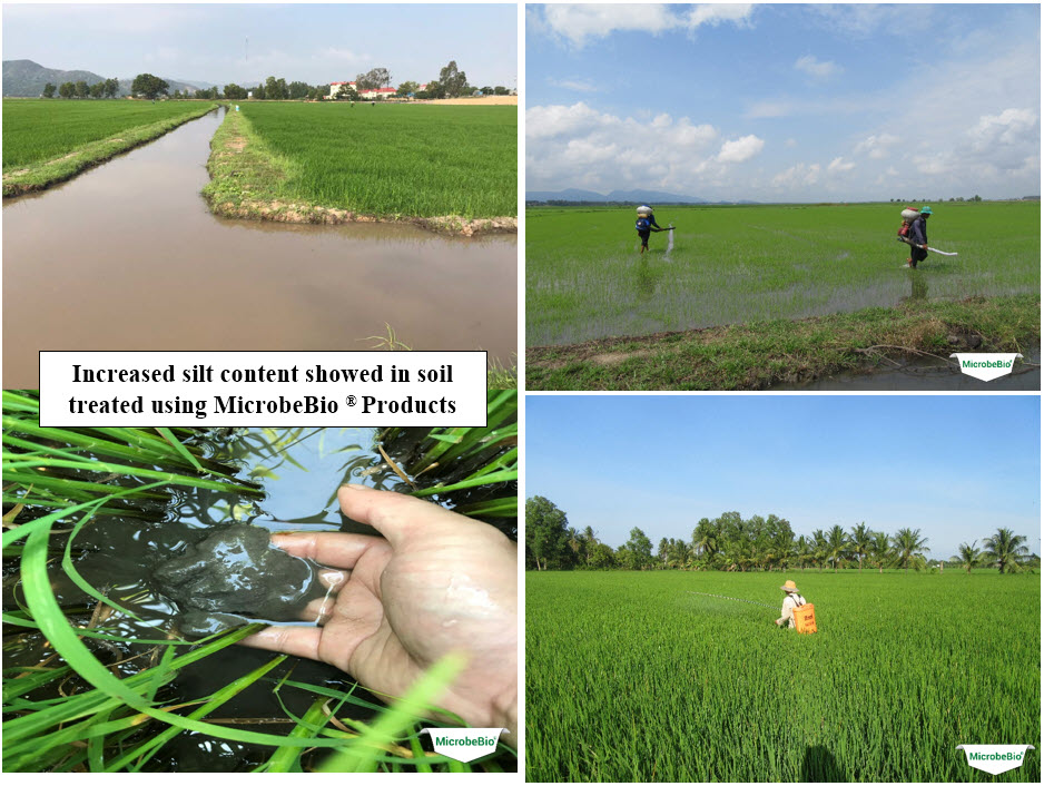 MICROBEBIO - Microbial Fertilizer An Giang Rice 6