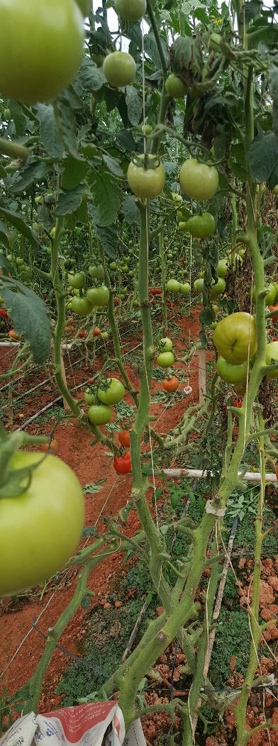 MICROBEBIO - Tomato