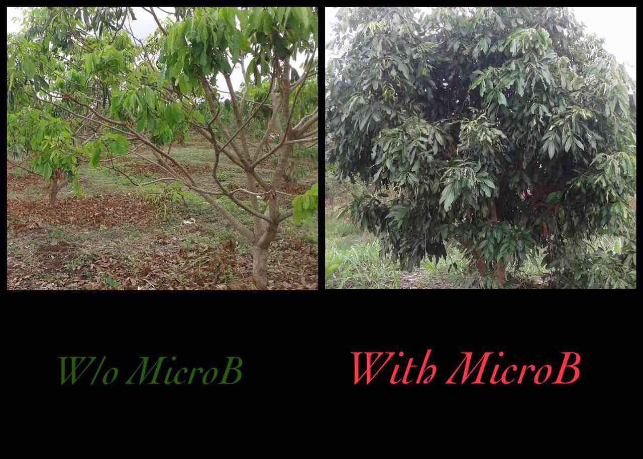 MICROBEBIO - LONGAN TREE IN campodia