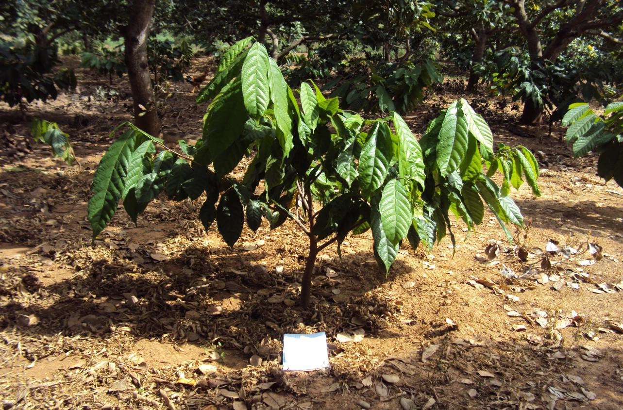 Microbebio Coffee Trial Test1