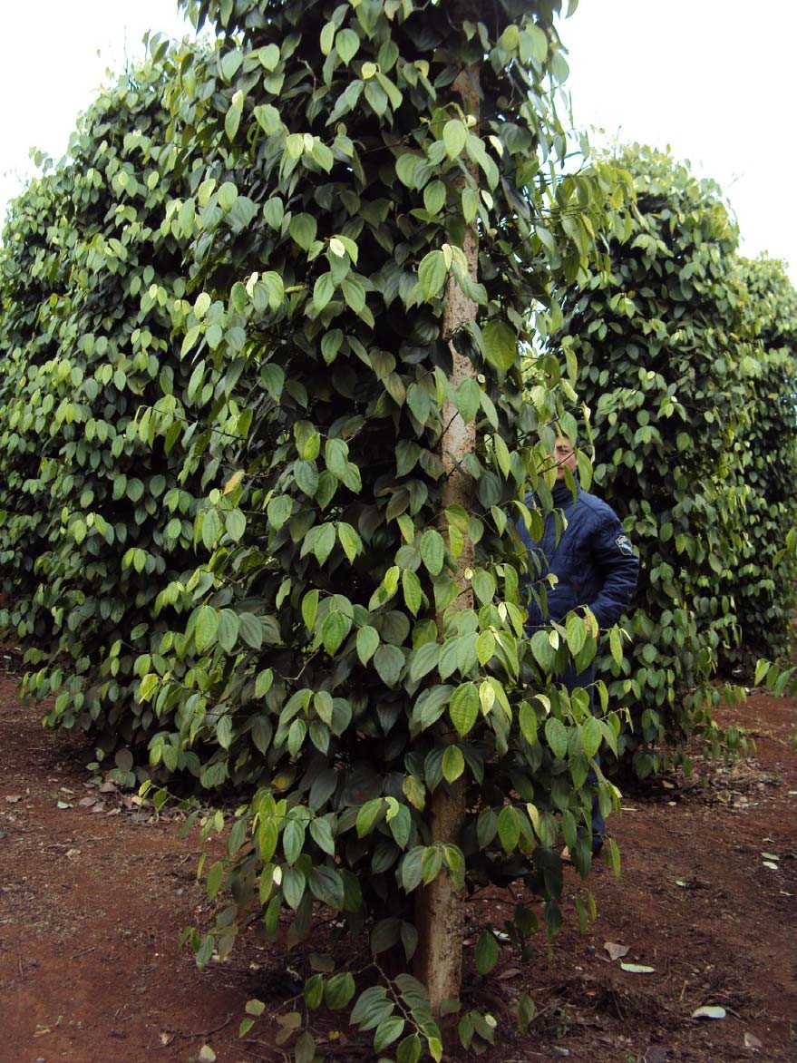 Microbebio Coffee Trial Test