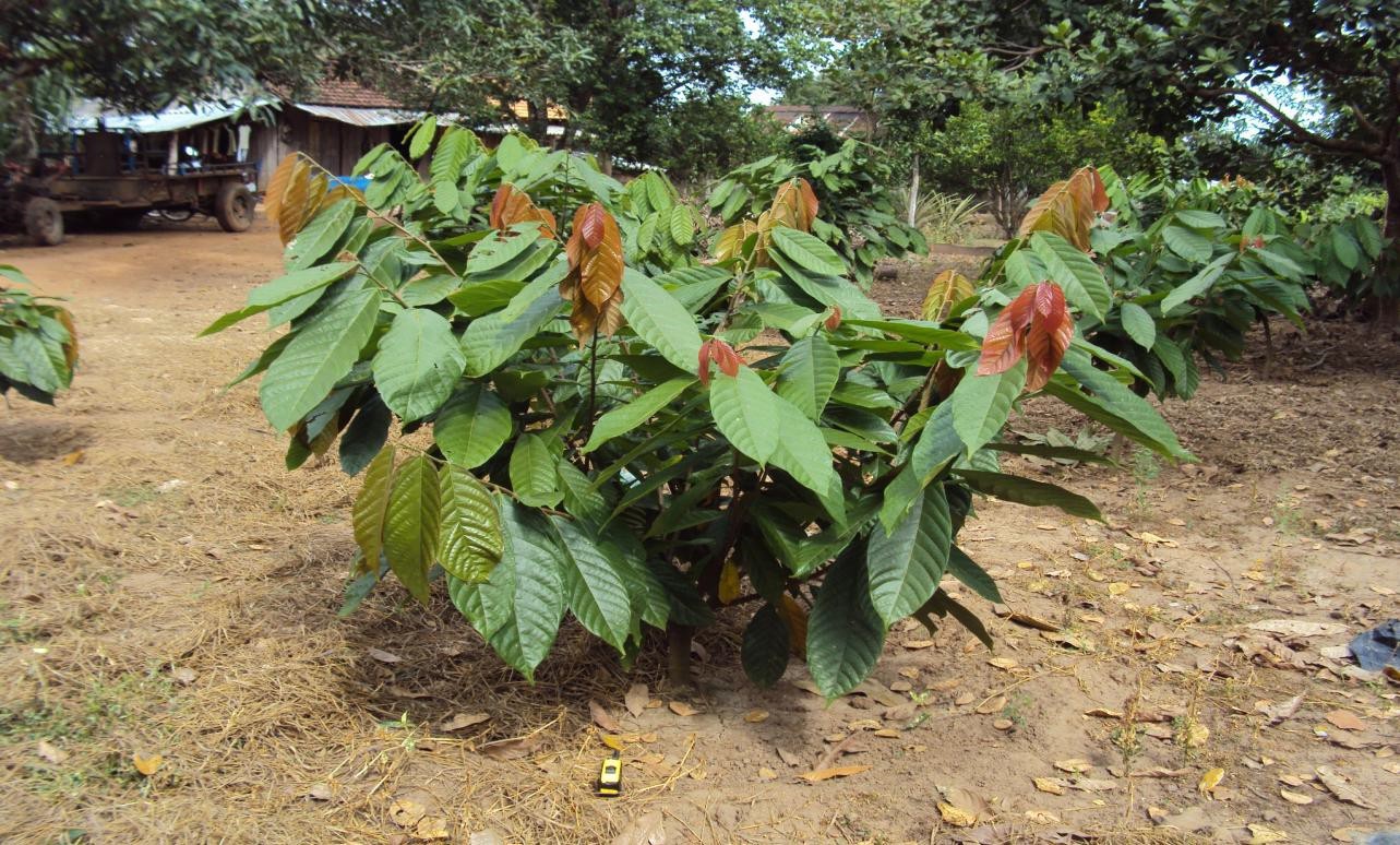 Microbebio Coffee Trial Test2
