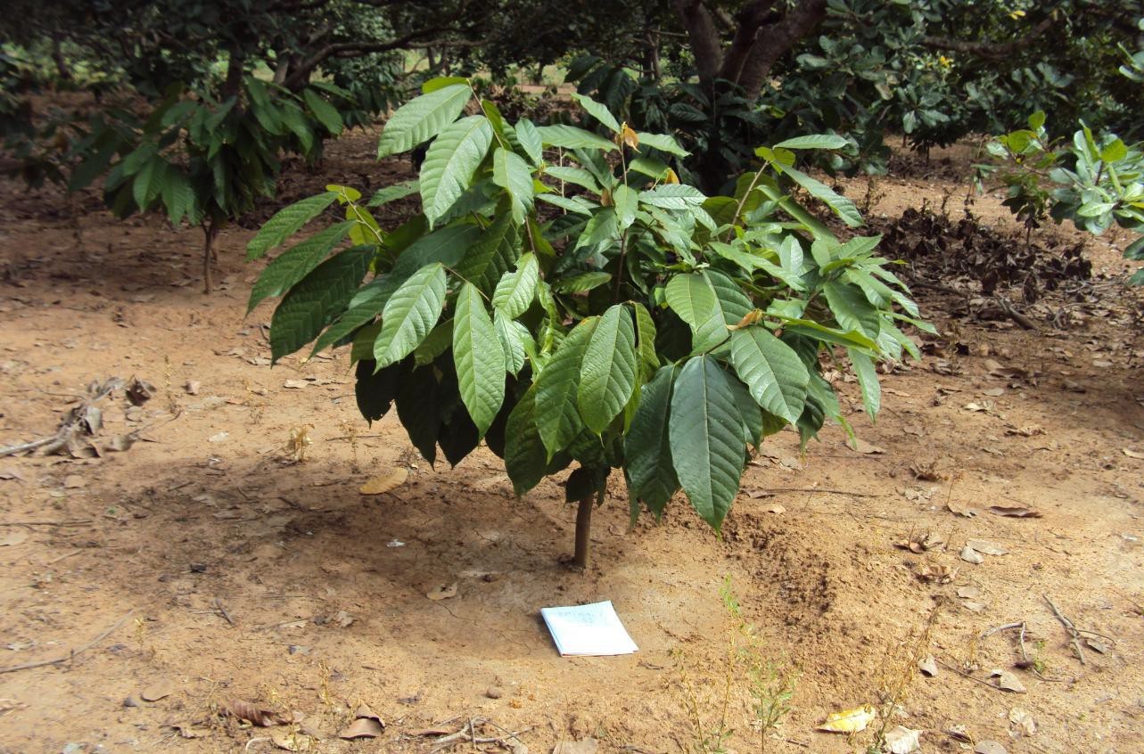 Microbial Fertilizer Trial Test