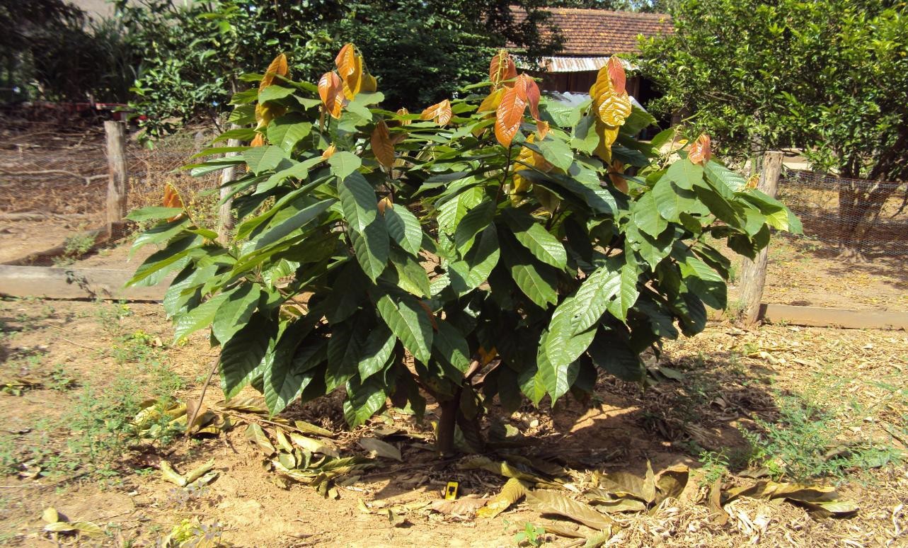 Microbebio Coffee Trial Test