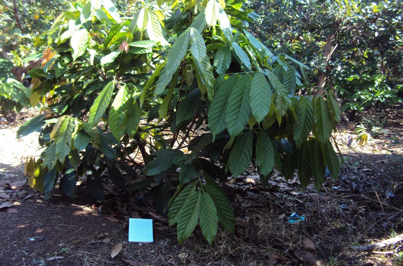 Microbebio Coffee Trial Test