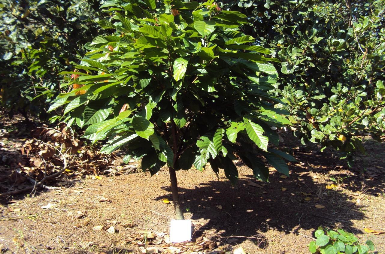 Microbebio Coffee Trial Test