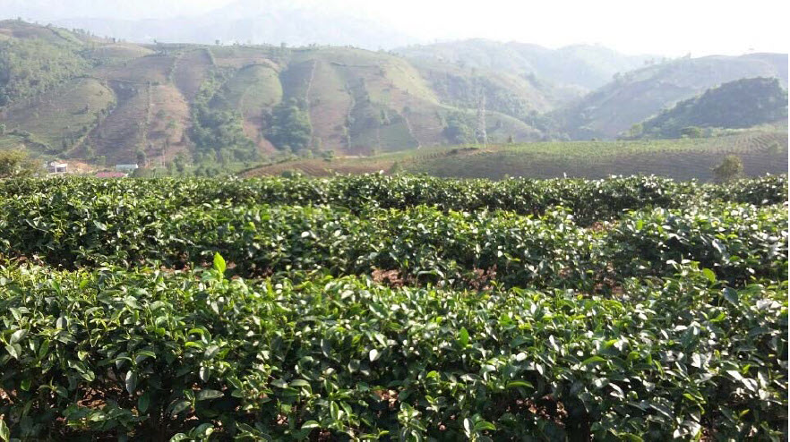 Microbebio Rice Trial Test Tea Fields 2018