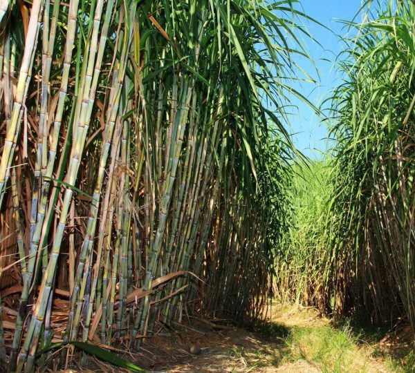 Microbebio® Trial Test Sugarcane in Brazil Microbial fertilizer