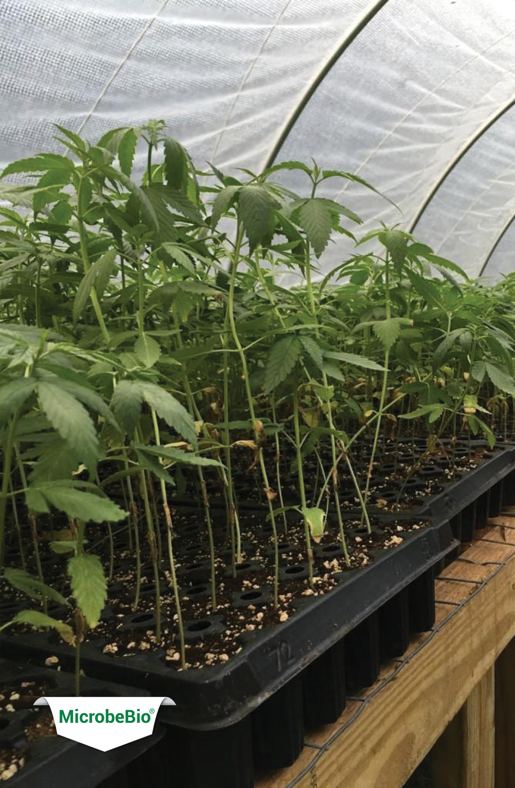 MICROBEBIO Cannabis how to plant